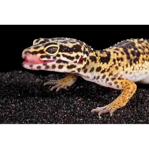 豹纹守宫温顺可爱豹纹守宫新手爬宠异宠物蜥蜴温顺可爱爬宠异族