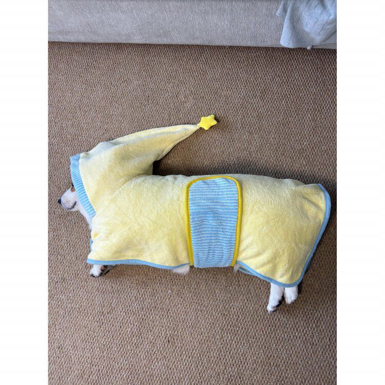 修勾出浴！狗狗浴巾宠物衣服小型犬珊瑚绒毛巾宠物吸水毛巾不掉毛