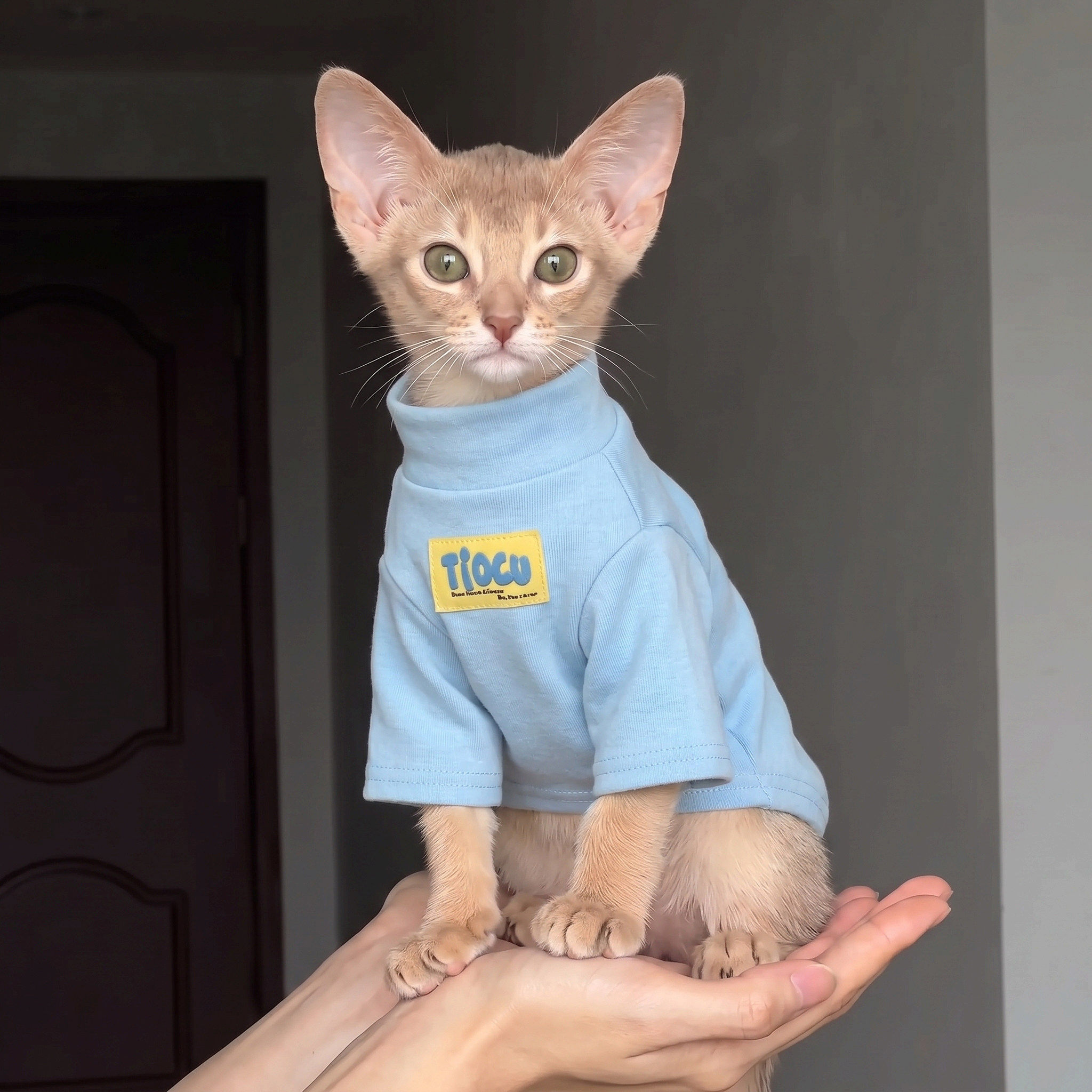 猫咪衣服阿比西尼亚猫德文猫无毛猫卫衣秋冬狗狗打底衫宠物服装
