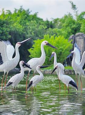 户外仿真白鹳雕塑白鹤模型玻璃钢水池塘水景园林白鹭景观仙鹤摆件