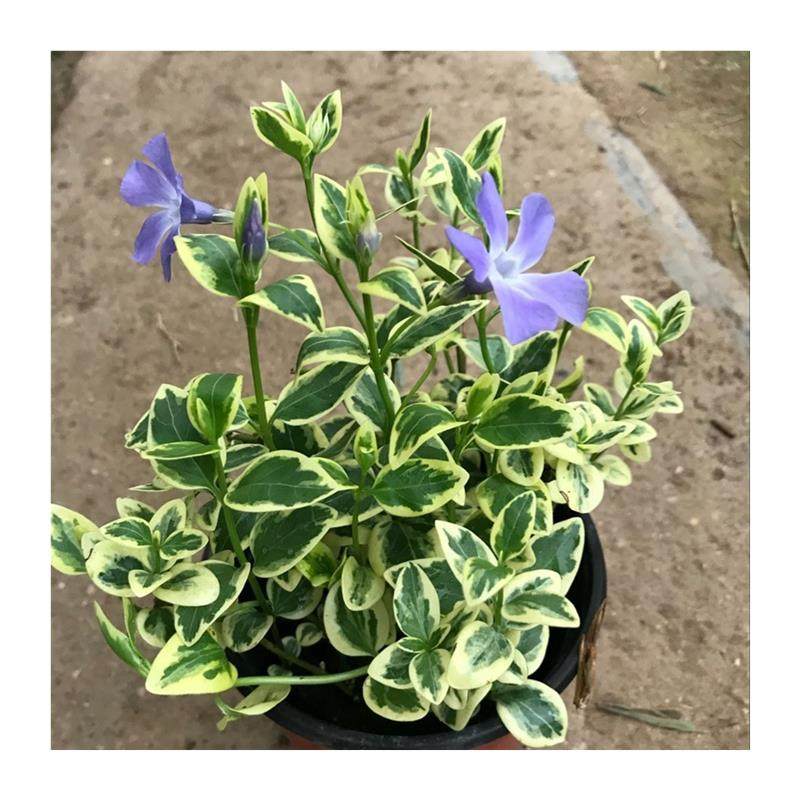 极速花叶蔓常春藤 花叶t霹雳吊兰盆栽垂吊植物金边长青藤室内吸除