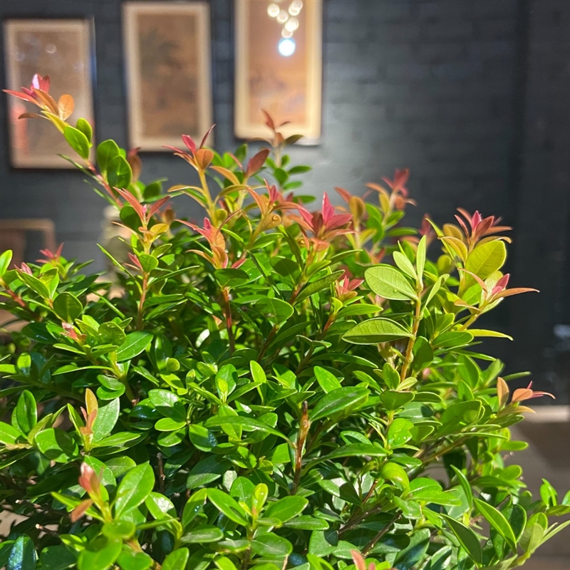 极速【约惠心选】m小叶赤楠室内盆栽办公室好养绿植四季常青植