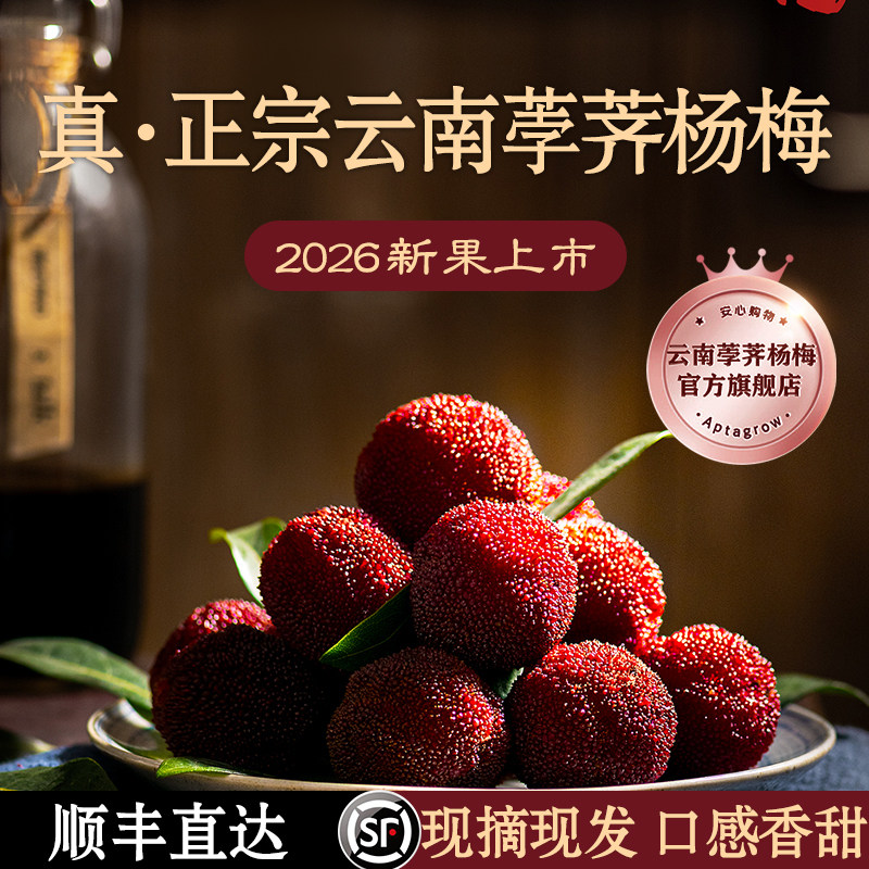 正宗】云南荸荠杨梅官方旗舰店小黑炭新鲜鲜果泡酒现摘现发顺丰孕