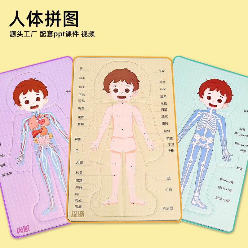 DIY人体器官消化系统拼图KT内脏拼图模型科学实验材料科技小制作