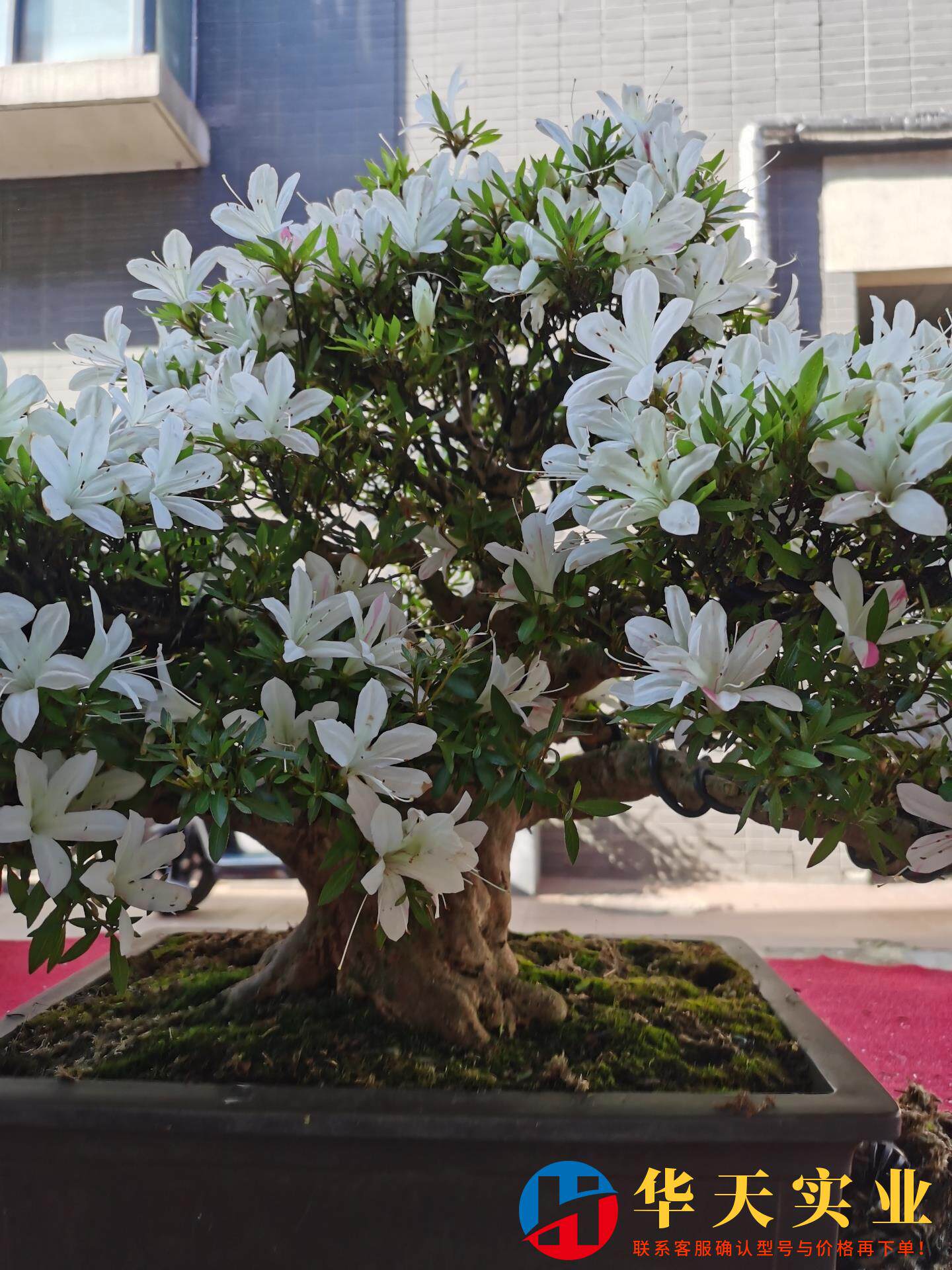 日本大品皋月杜鹃 白琳 冠幅1米含盆高70