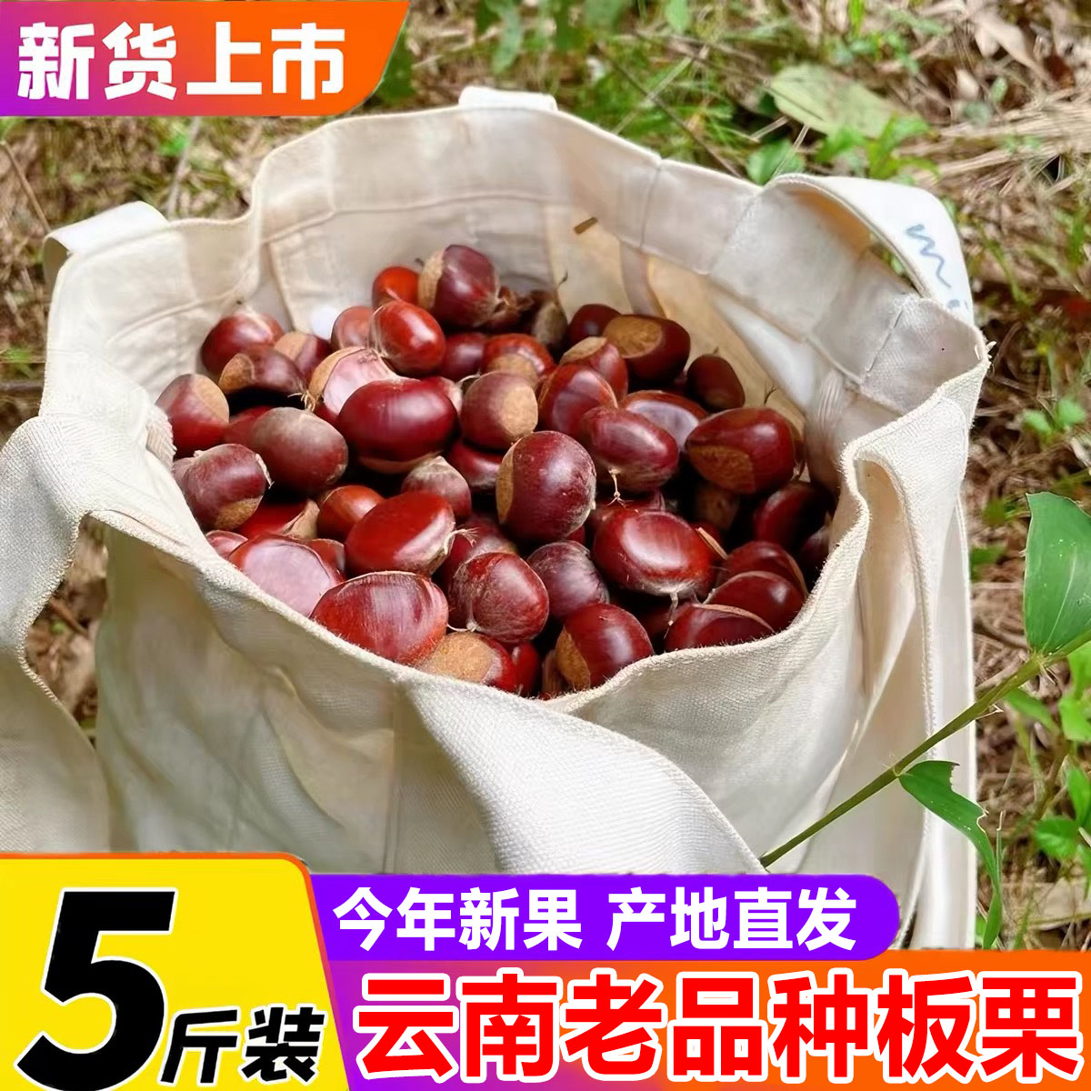 现货5斤新鲜生板栗2025板栗子现摘生栗云南板栗野生板栗大果栗子