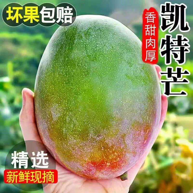 四川攀枝花凯特芒果新鲜应季水果澳芒青整箱包邮特大青果当季