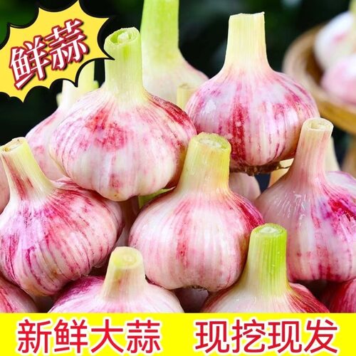 2026新鲜大蒜头现货鲜蒜湿蒜腌制糖蒜白皮嫩蒜生蔬菜鲜蒜青蒜