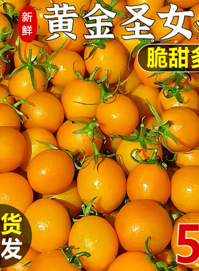 露天种植黄圣女果脆甜多汁黄色小番茄新鲜当季水果小西红柿现摘