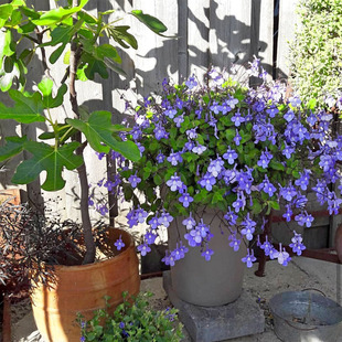 极速耐热爆花推荐 l蓝色海豚花苗 垂吊多年生耐旱室内阳台植物苦