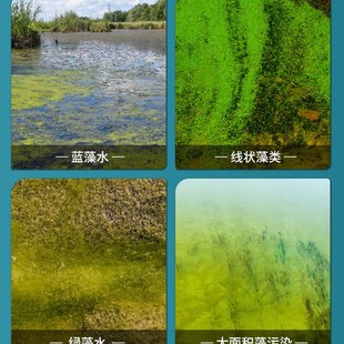 极速蓝藻速灭清除泥皮丝苔水绵绿箦小球狐尾藻青苔净虾Z塘鱼塘水
