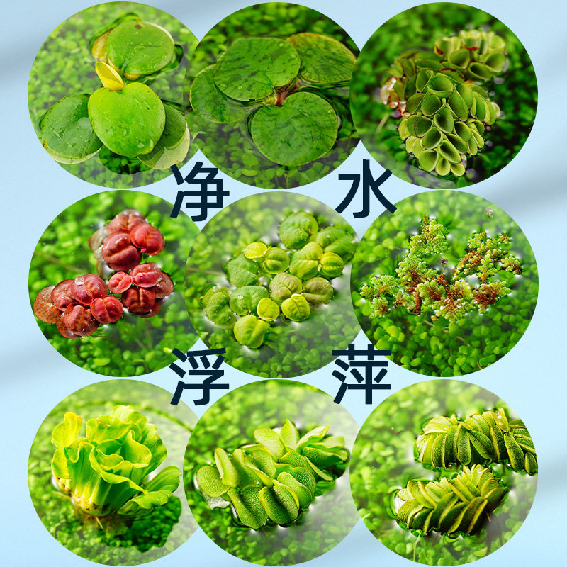 极速圆心萍d豹纹萍浮萍水草净化水质水培绿植庭院鱼虾龟缸造景漂