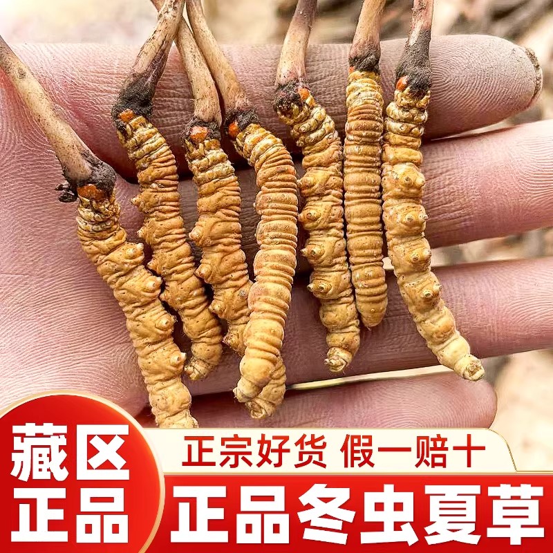 西藏冬虫夏草正品官方旗舰店干货头期虫草礼盒装送父母长辈品