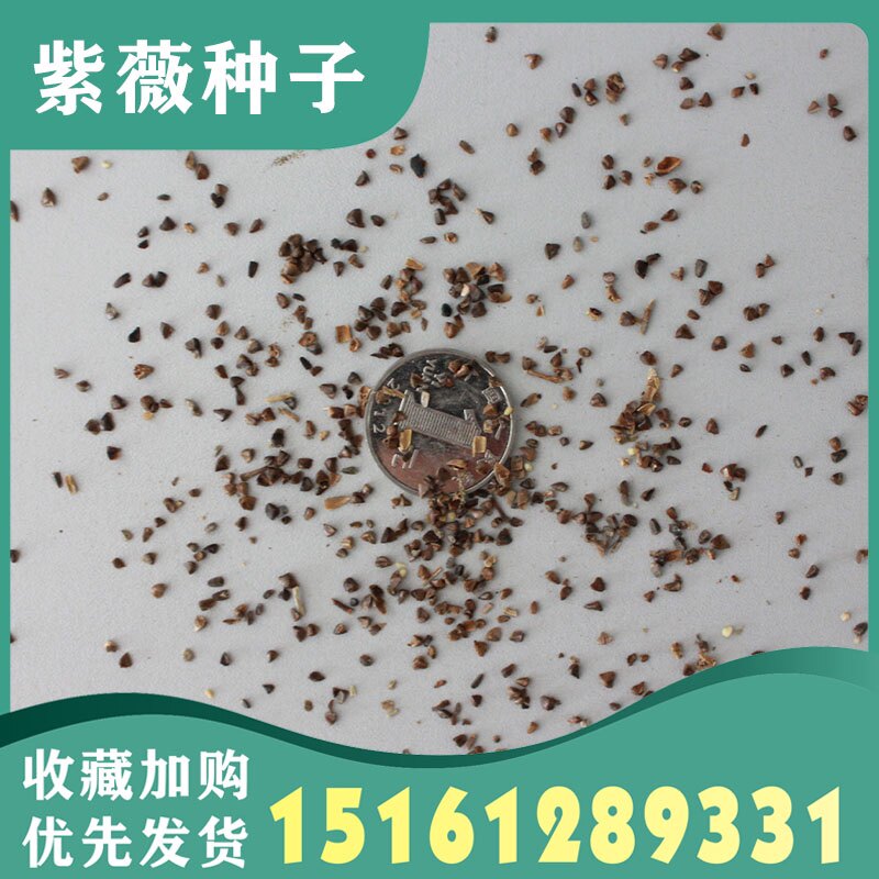 紫薇种籽新采紫薇花紫薇树苗种籽家庭园艺种子