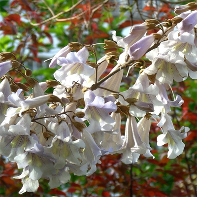 泡桐树种子轻型木质木材树木白花大果泡桐空桐树当年新采种籽包邮