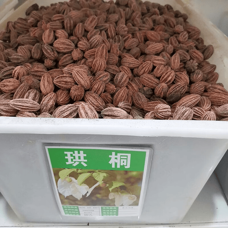 珙桐种子世界著名观赏象征和平水梨子鸽籽树种子鸽子花树种孑