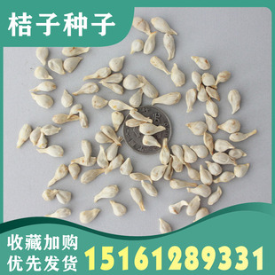 新采四川红桔种籽红橘树种子壳香橙嫁接橙子柑橘蜜橘红桔籽枸橘枳