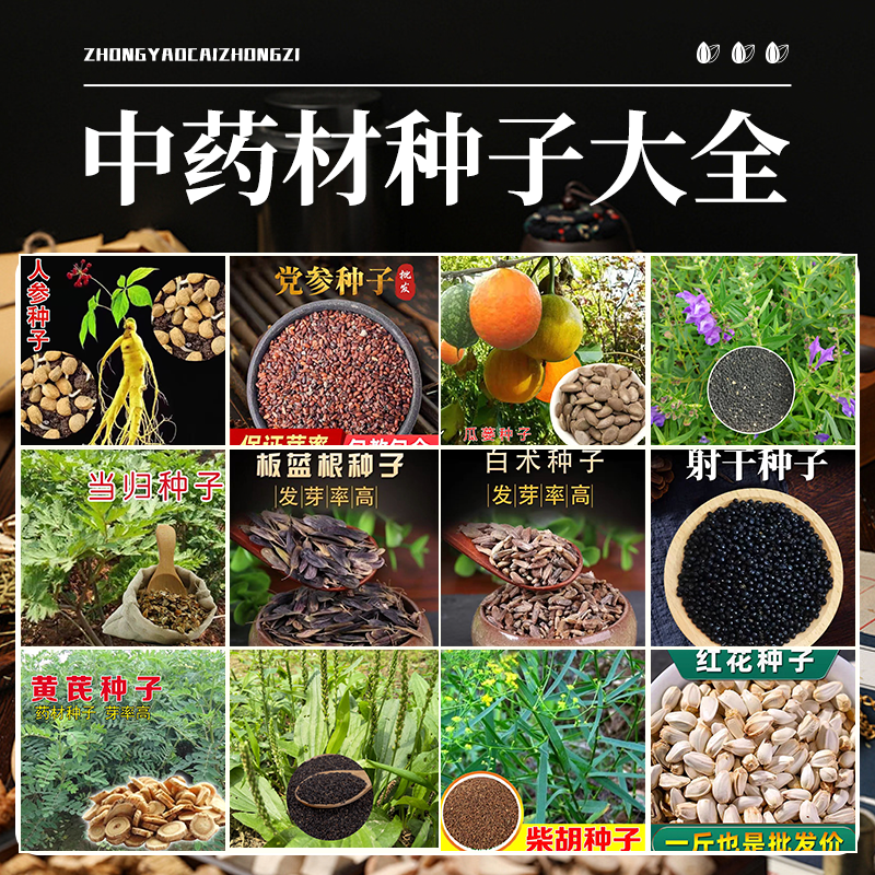 药材种子大全中药材种籽黄芪当归党参板蓝根柴胡四季春秋种孑盆栽