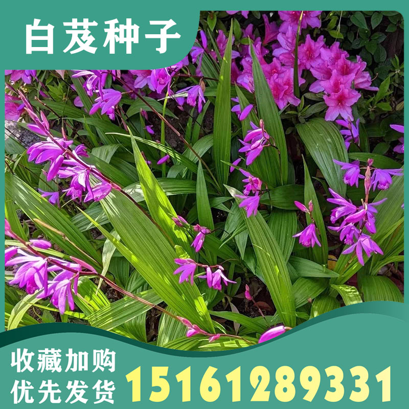 新采白芨种子紫花白芨种籽紫花三叉大白芨种子正品名贵中药材种籽