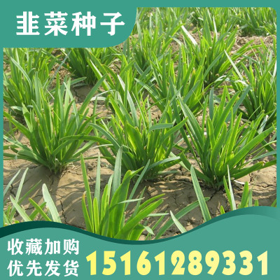 韭菜种子紫根苗秧四季宽叶大小叶本地四季阳台盆栽蔬菜种籽孑大全