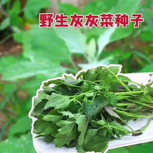 野生灰灰菜种子老品种野菜四季播蔬菜种子阳台盆栽庭院养生菜种籽