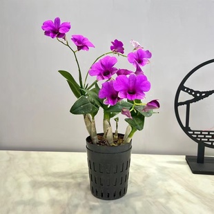 石斛兰花盆栽带花室内办公桌四季开花香水石斛兰好养活Z可水培植