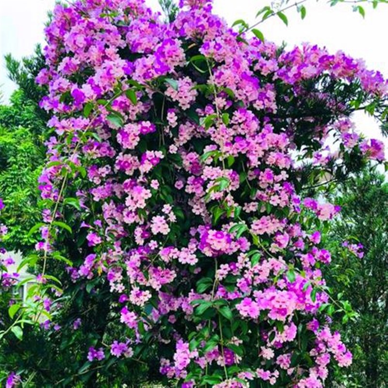 攀援植物蒜香藤紫铃藤 苗奇特藤本花多好养阳台庭院爬藤植物 鲜花速递/花卉仿真/绿植园艺 绣球/木绣球/木本植物 原图主图