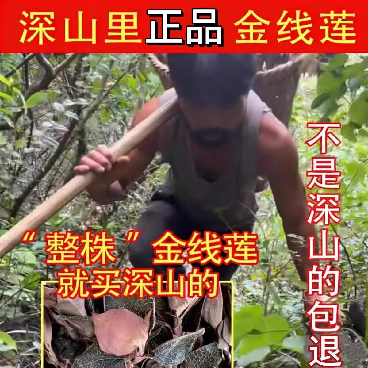 云南正宗整株野生金线莲林下原生态材新鲜干货红霞金线莲干品养肝