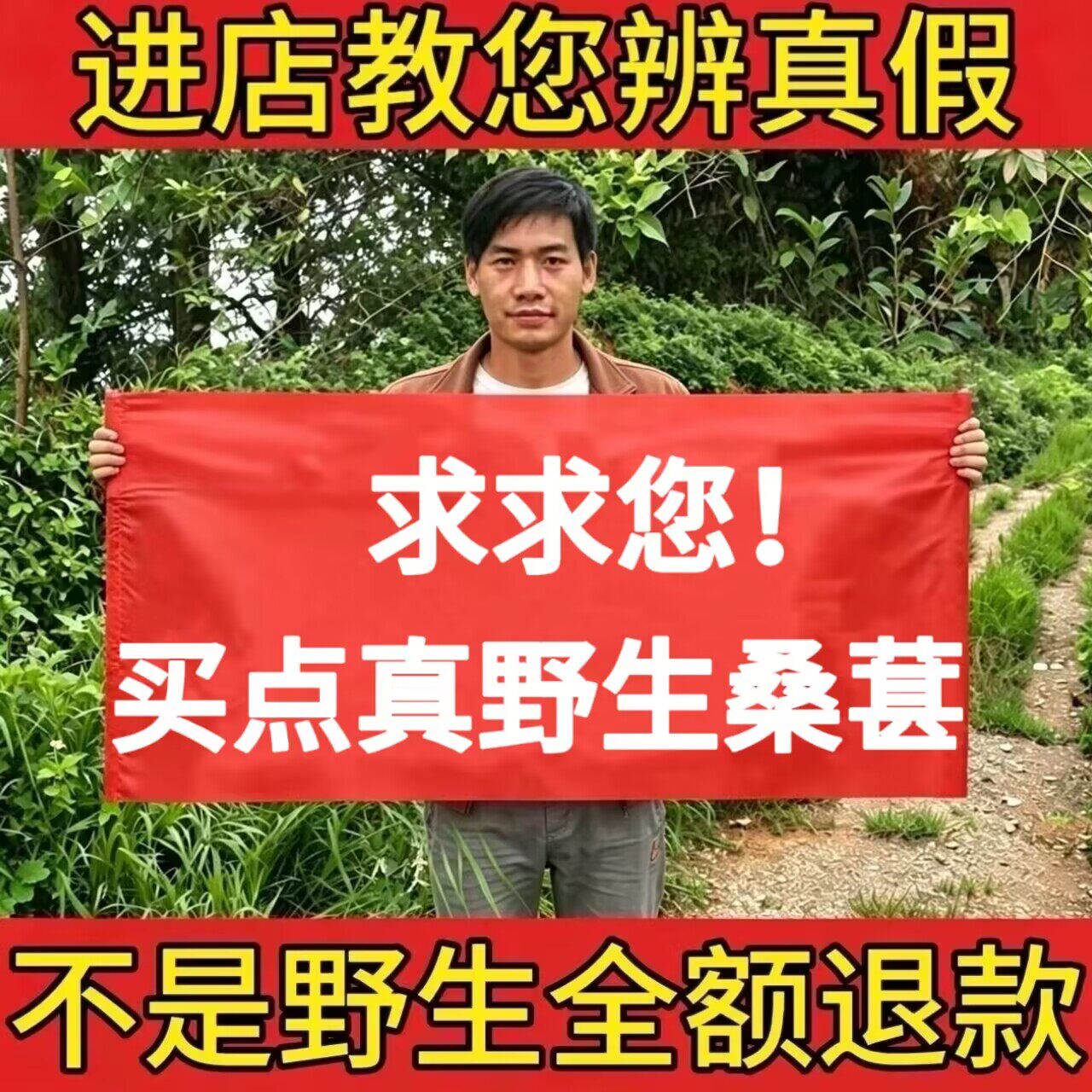 野生黑桑葚子500g中药材正品无硫新货桑葚干原浆泡茶水酒新鲜食用
