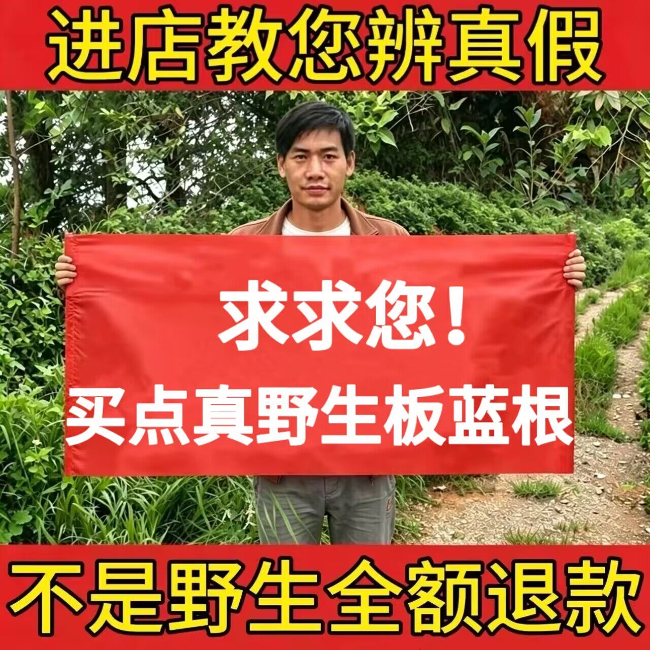 野生板蓝根中药材500g正品大青叶切段块纯天然无硫新货精选泡茶水