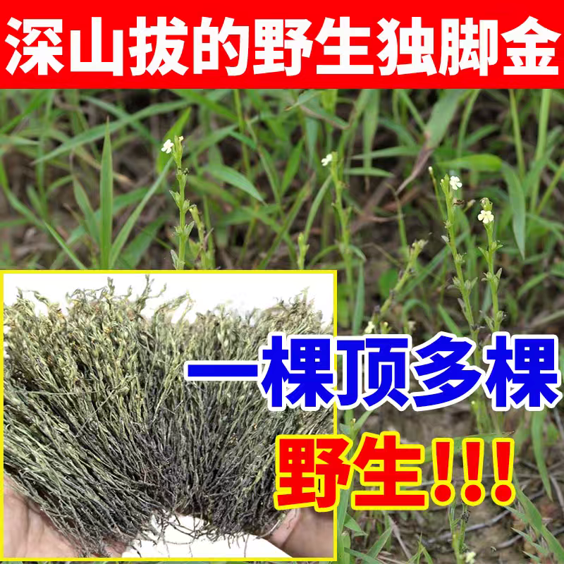 野生独脚金疳积草消积汤小孩儿开胃太子参煲汤消积茶无硫正宗矮脚