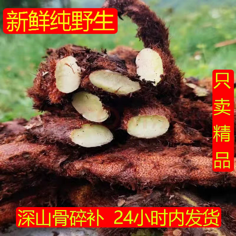 湖南深山新鲜野生老骨碎补毛姜爬岩姜石岩姜接骨500g包邮姜中药材