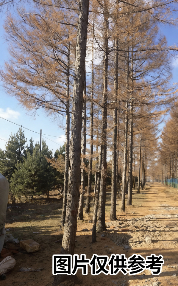 克山县西联乡六合村二队西北沟片松松树用材林