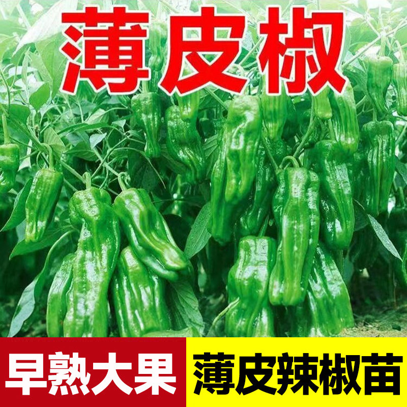 1速助农辣椒苗 成活率高 高产大果薄皮辣椒朝天椒苗 10颗9.2元，15颗10.9元 - 线报酷