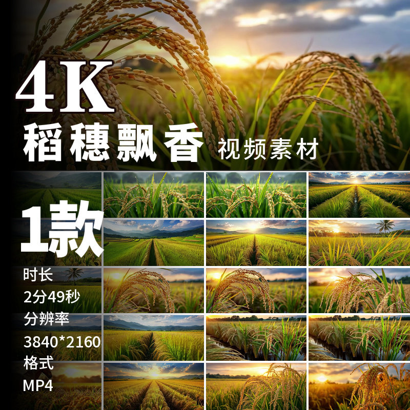 高清4K水稻稻谷稻穗金色稻田农田秋收时节乡村田野风景视频素材
