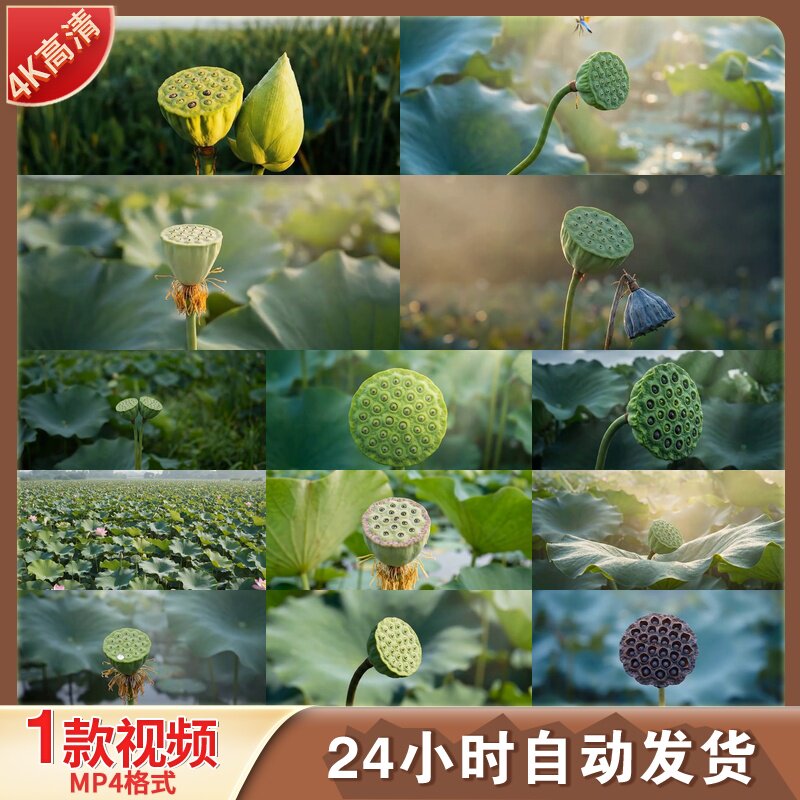 高清莲蓬荷塘蜻蜓荷叶小荷尖角夏日自然绿色唯美风景植物视频素材