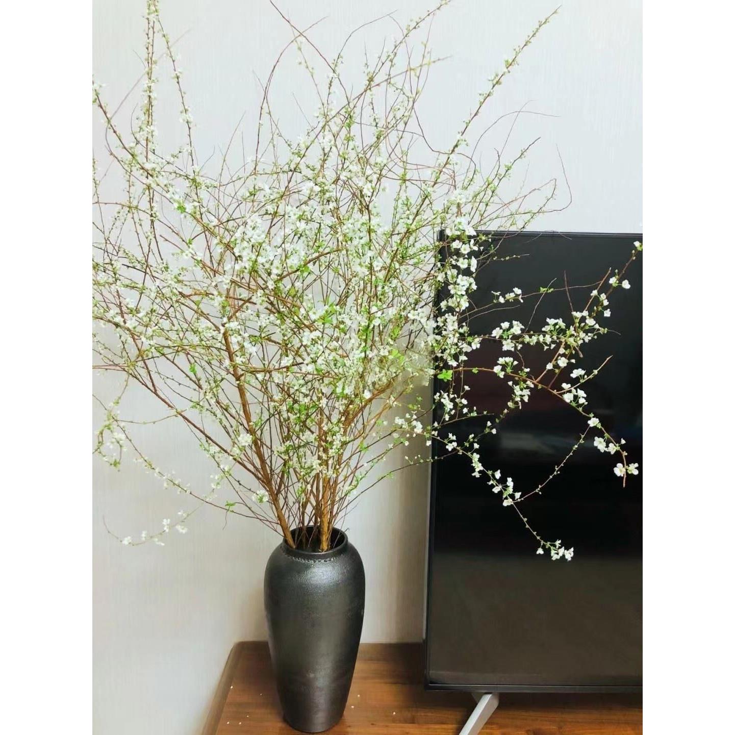 【包开花】雪柳鲜枝干枝遇水开花水养插花好养活水培植物室内花卉