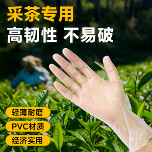 一次性采茶手套透明薄款防晒女士小号专业掐茶捡茶摘茶叶户外工具