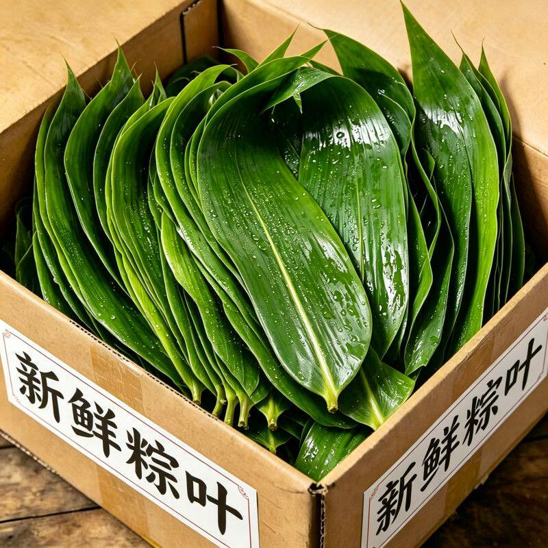 包粽子专用正宗粽子叶鲜粽叶真空装端午包粽子叶大号箬叶大宽叶子