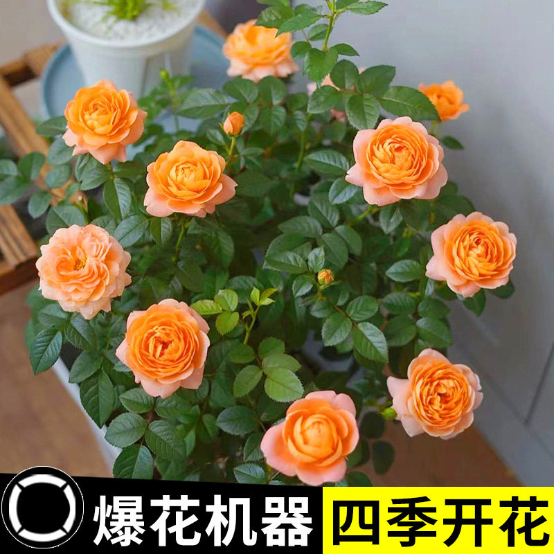 速发果汁台月季盆栽四季开花卉玫瑰带花苞庭台院藤爬植物蔷薇花苗