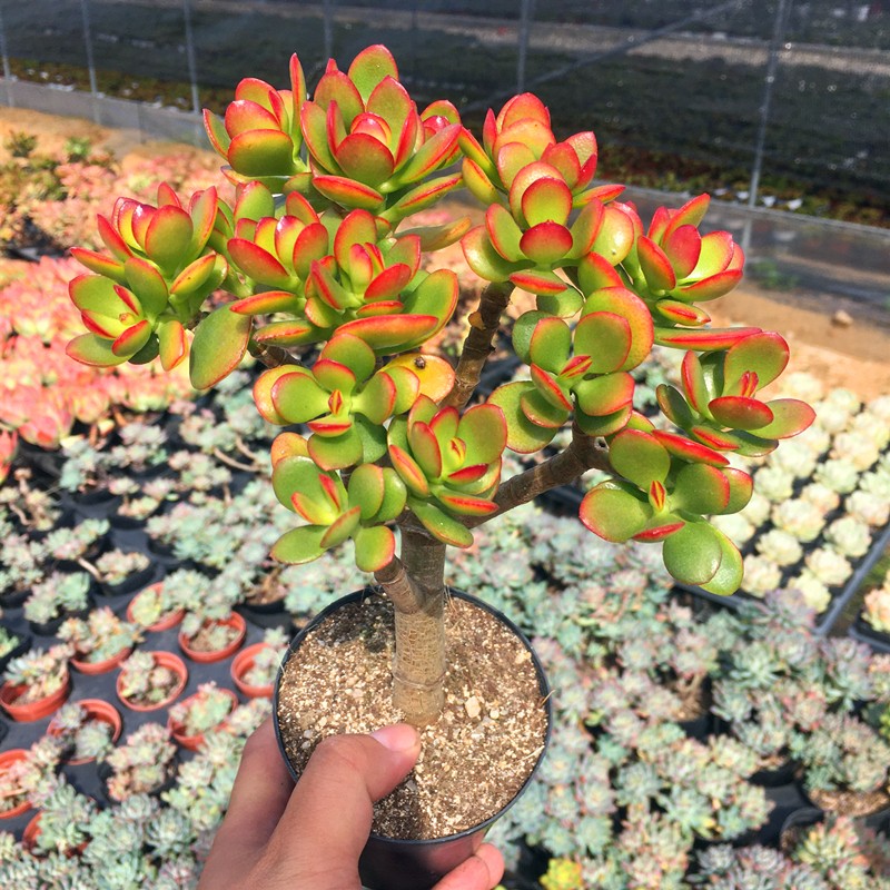 速发姬红花月大老桩 多肉植物 肉肉植物 萌肉肉组合盆栽花卉 陌上