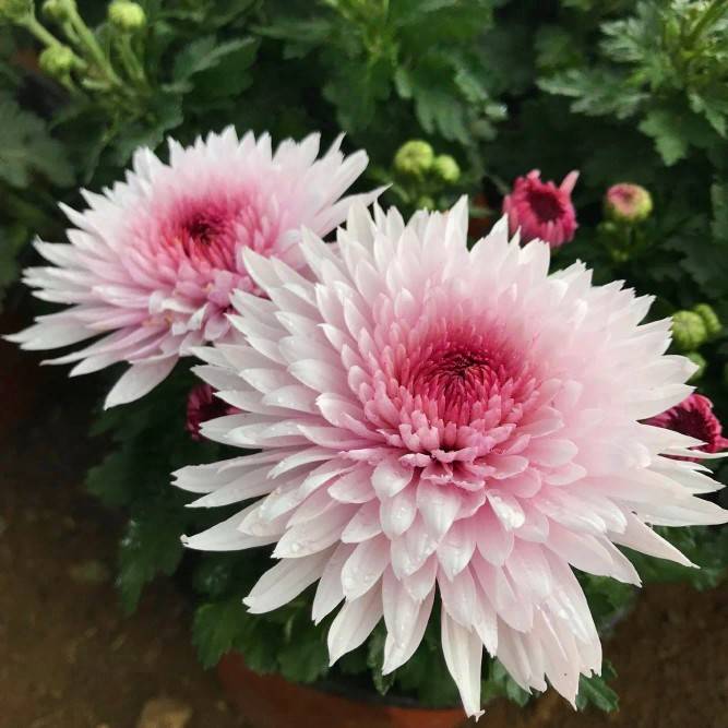 速发【带花苞发货】重瓣盆塘月色荷栽菊花苗室内外台花卉好养