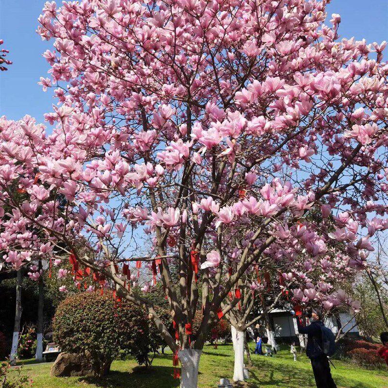 速发紫红黄白植玉兰花南北方别墅庭院盆季地栽绿化耐冻广物四栽开