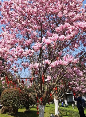 速发紫红黄白植玉兰花南北方别墅庭院盆季地栽绿化耐冻广物四栽开