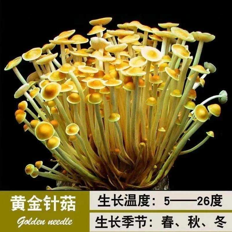 速发蘑菇种植包菌种菇种蘑菇菌包四季平菇种菌家庭室内食用菌种植