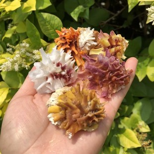 速发算盘蛤海壳贝螺海菊蛤标艺螺扇贝家居工本品摆件鱼缸水族造景