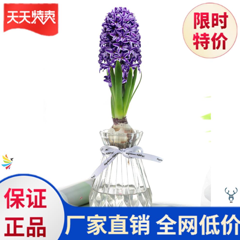 速发花瓶创玻璃 透明简约 意玻璃花瓶透明水花植物铜钱草培盆彩色
