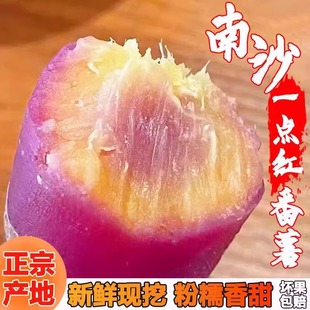 正宗广州南沙一点红番薯新鲜现挖冰淇淋红薯板栗薯自种蜜薯地瓜