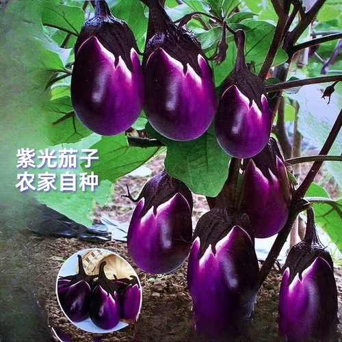 紫光茄子贵州新鲜茄子当季蔬菜农家圆茄矮茄圆茄鲜嫩皮薄肉厚