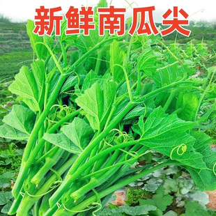 南瓜尖新鲜南苗瓜花梗南瓜瓜藤当天采摘现发农家蔬菜嫩脆瓜尖新鲜